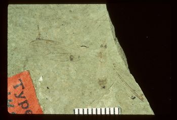 Media type: image;   Entomology PALE-1451 Aspect: full